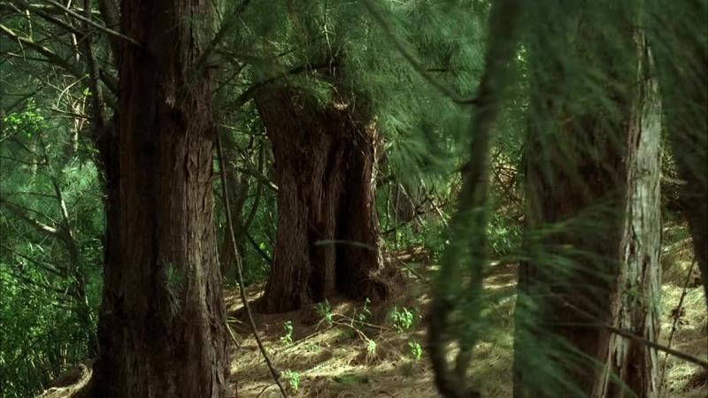 Кадры из сериала Остаться в живых (2004)
